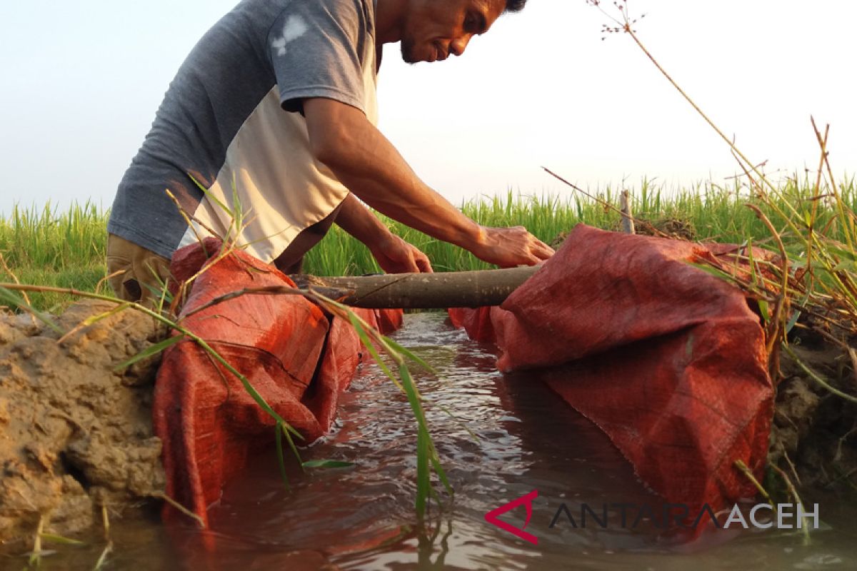 Petani optimalkan pompa air atasi kekeringan