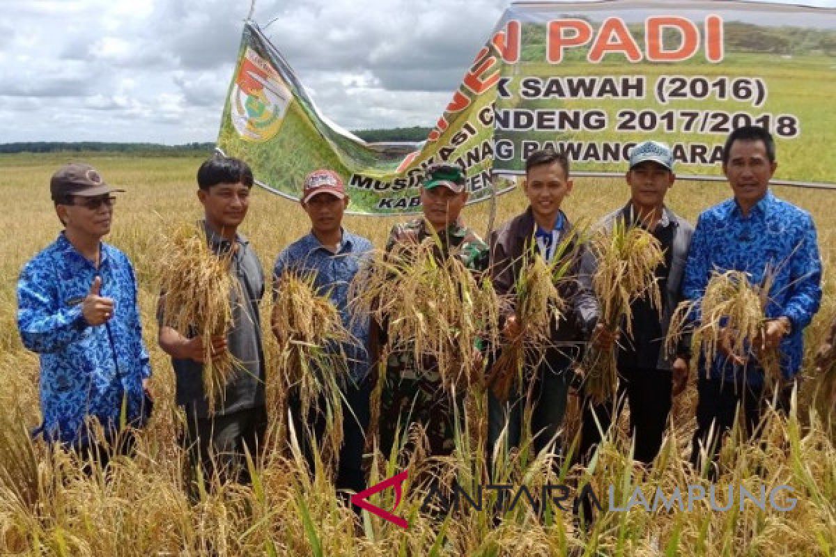 Kodim 0412/LU panen raya padi di Tulangabawang Barat