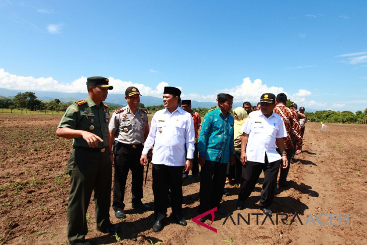 Aceh Besar kembangkan jagung seluas 2.700 hektare