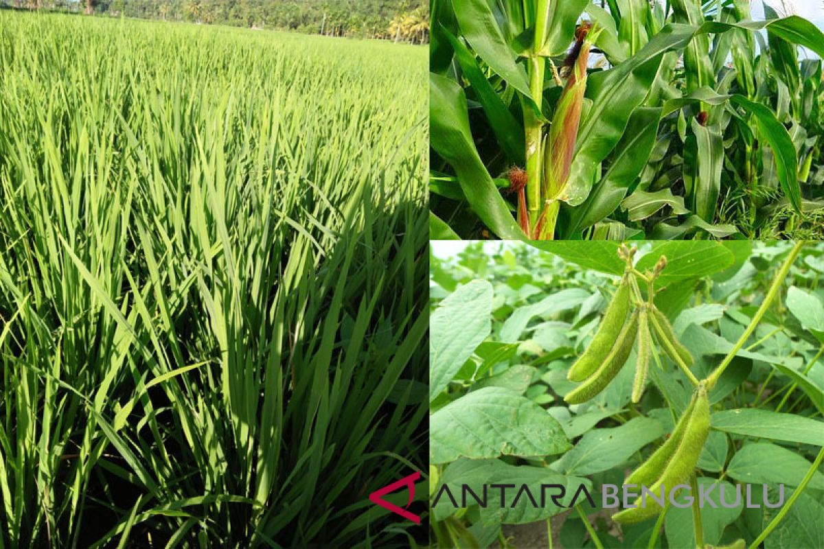 Mukomuko belum miliki data lahan jagung-kedelai