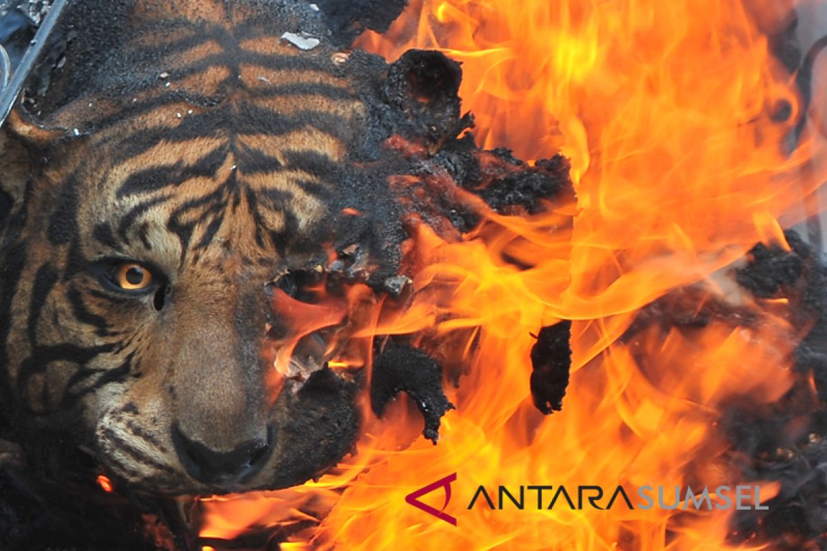 Bangkai Harimau Suamtera taman rimba Jambi dibakar