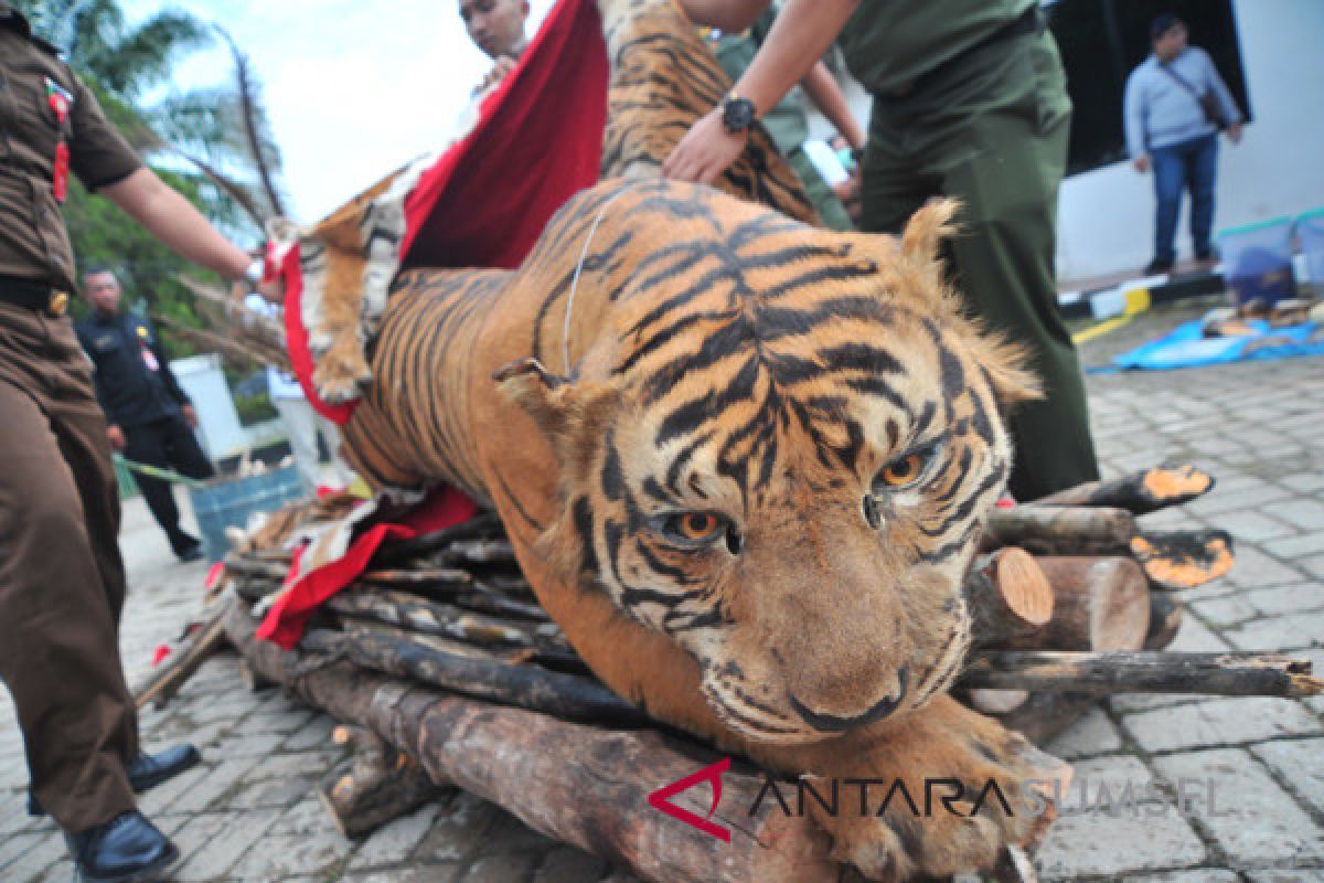 WWF berharap vonis setimpal pembunuh harimau