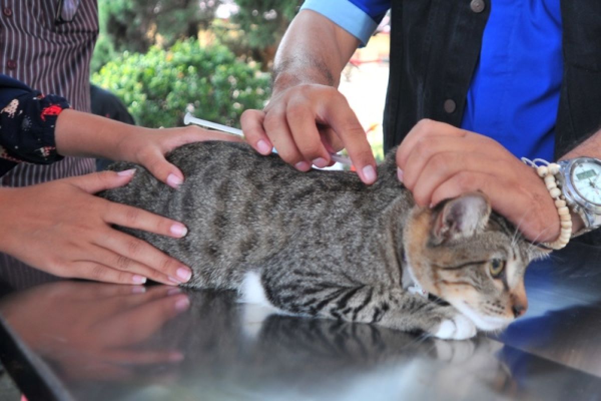 Petugas vaksinasi ribuan hewan penular rabies