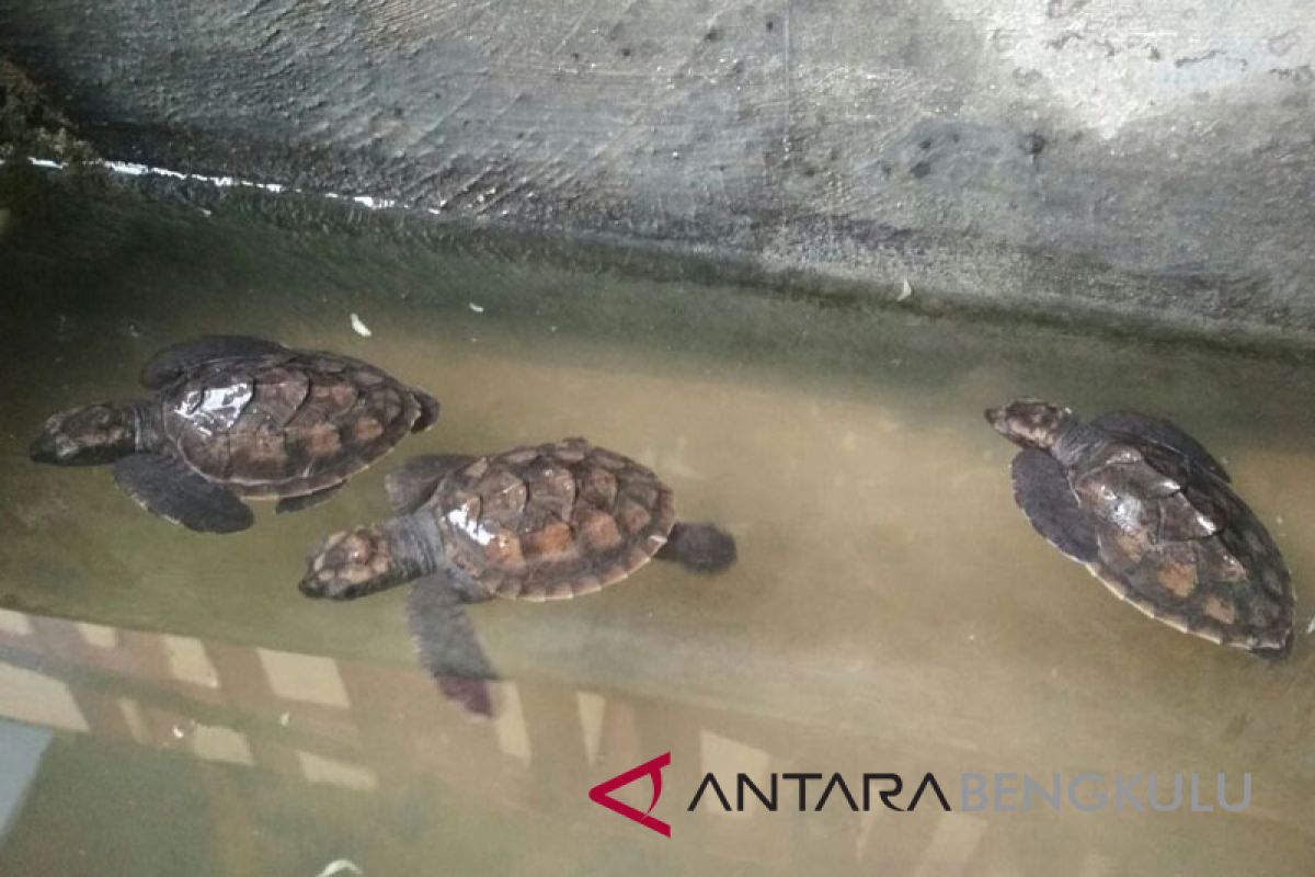 Pantai Tapak Paderi jadi lokasi penangkaran penyu