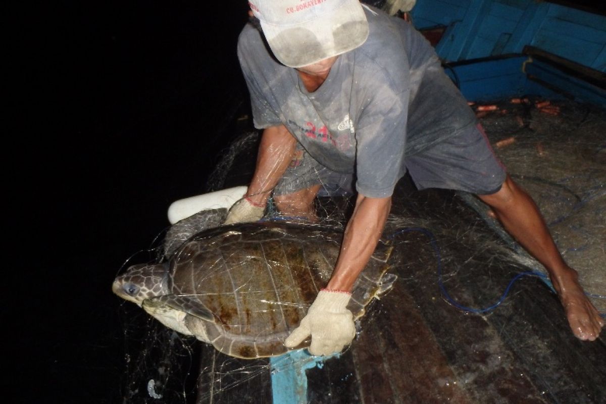 Pemasangan LED di jaring efektif cegah penyu