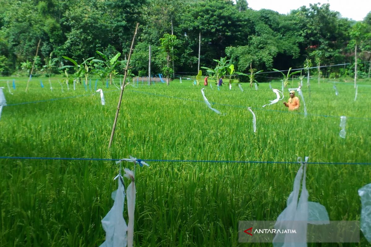 Petani Di Ponorogo Keluhkan Hama Burung