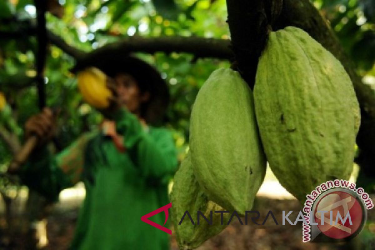 Kampung Long Penaneh Mahulu kembangkan kakao rakyat