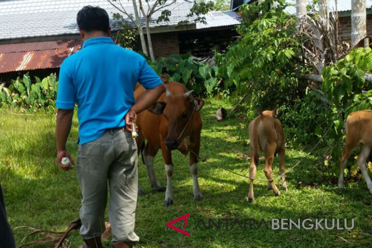 Mukomuko gulirkan puluhan sapi bantuan pemerintah