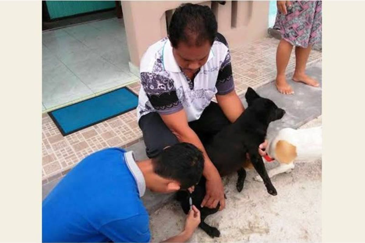 4.000 ekor anjing di Palangka Raya telah divaksin anti rabies