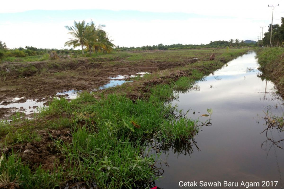 Tingkatkan produksi padi, Pasaman Barat mencetak sawah 350 hektare