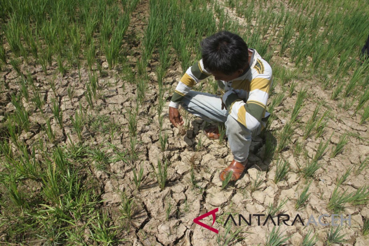 140 hektare sawah di Nagan Raya mengering