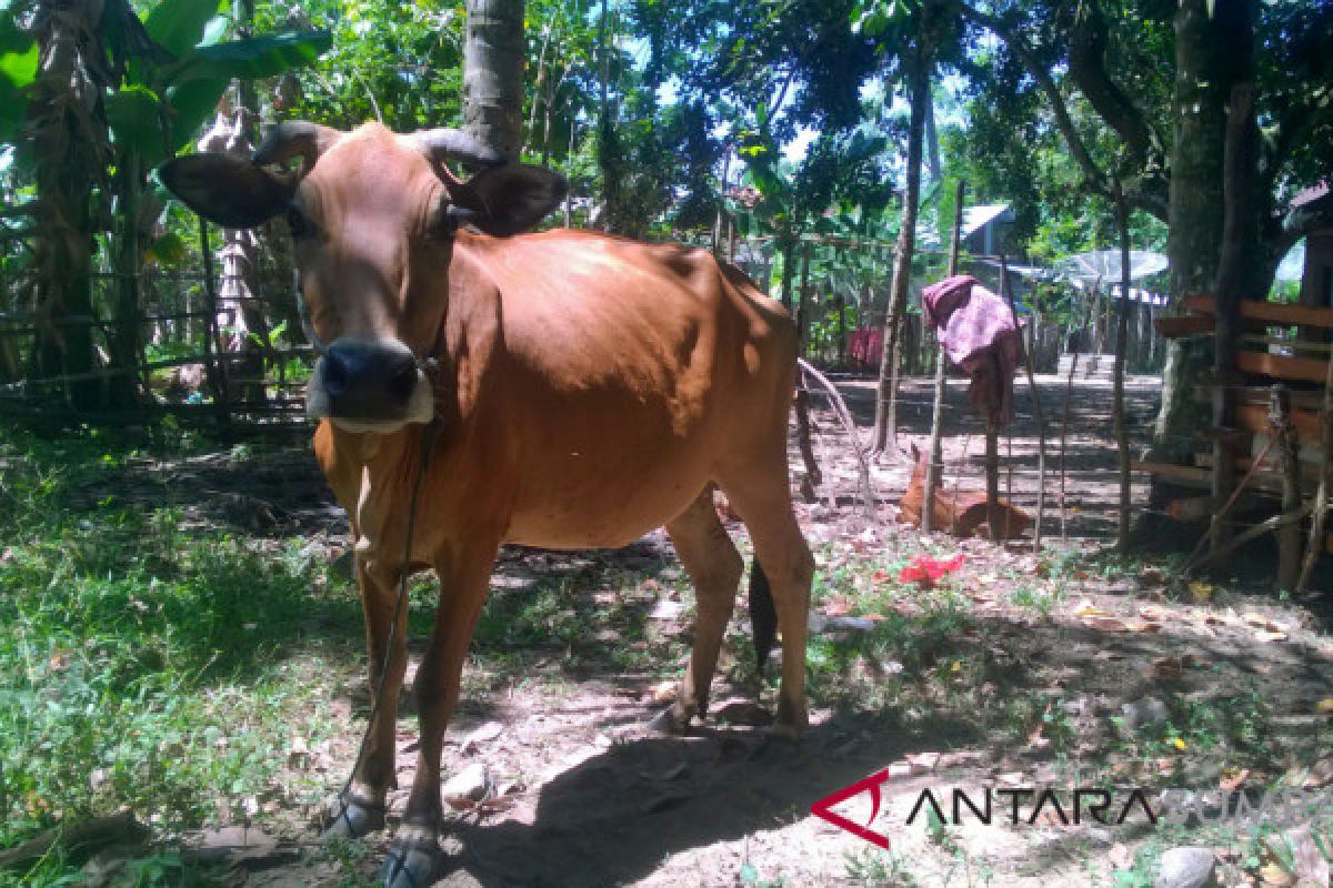 Sapi Pesisir cocok dijadikan plasma nutfah Sumbar