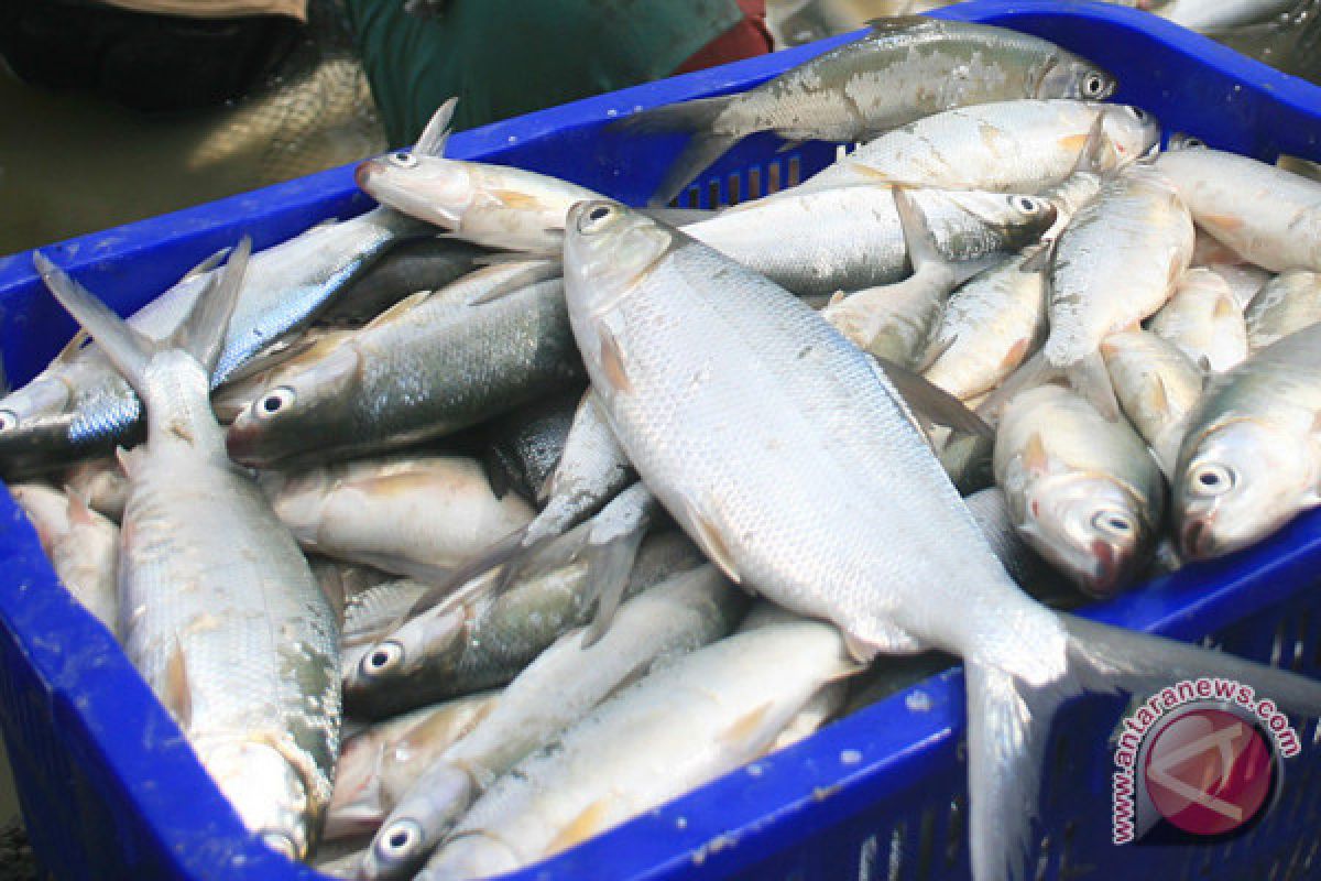Pemerintah sosialisasikan makan ikan ke pondok pesantren