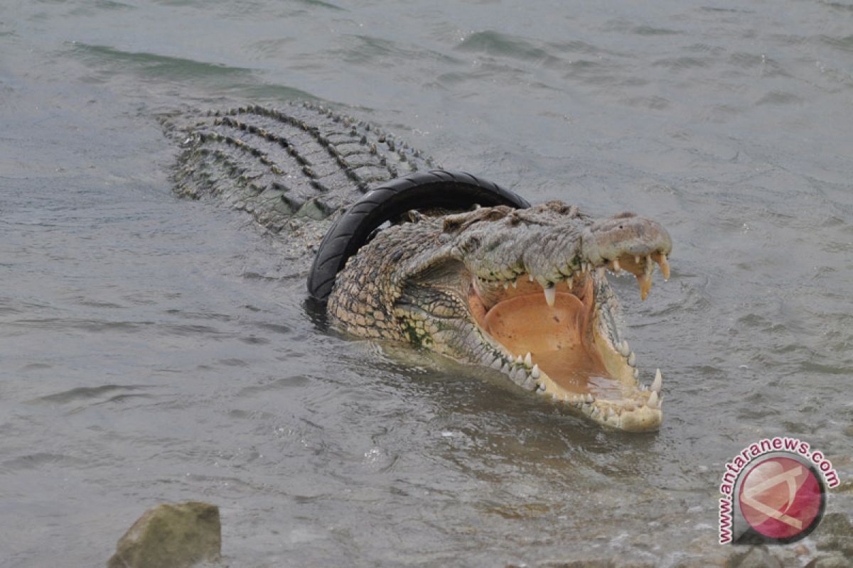 Buaya mentaya mengganas karena lingkungan rusak