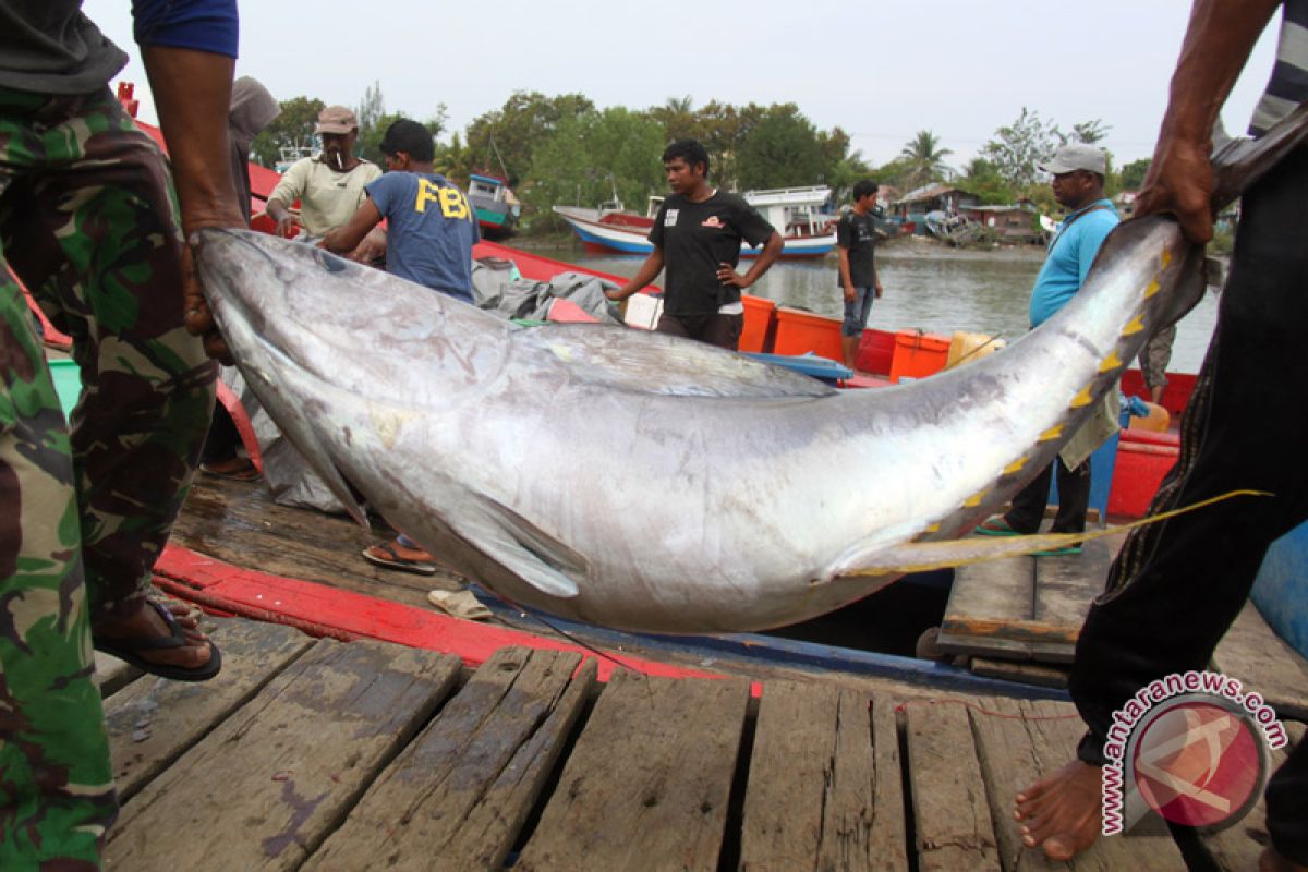 SKIPM : Ekspor tuna Gorontalo capai 11,9 ton