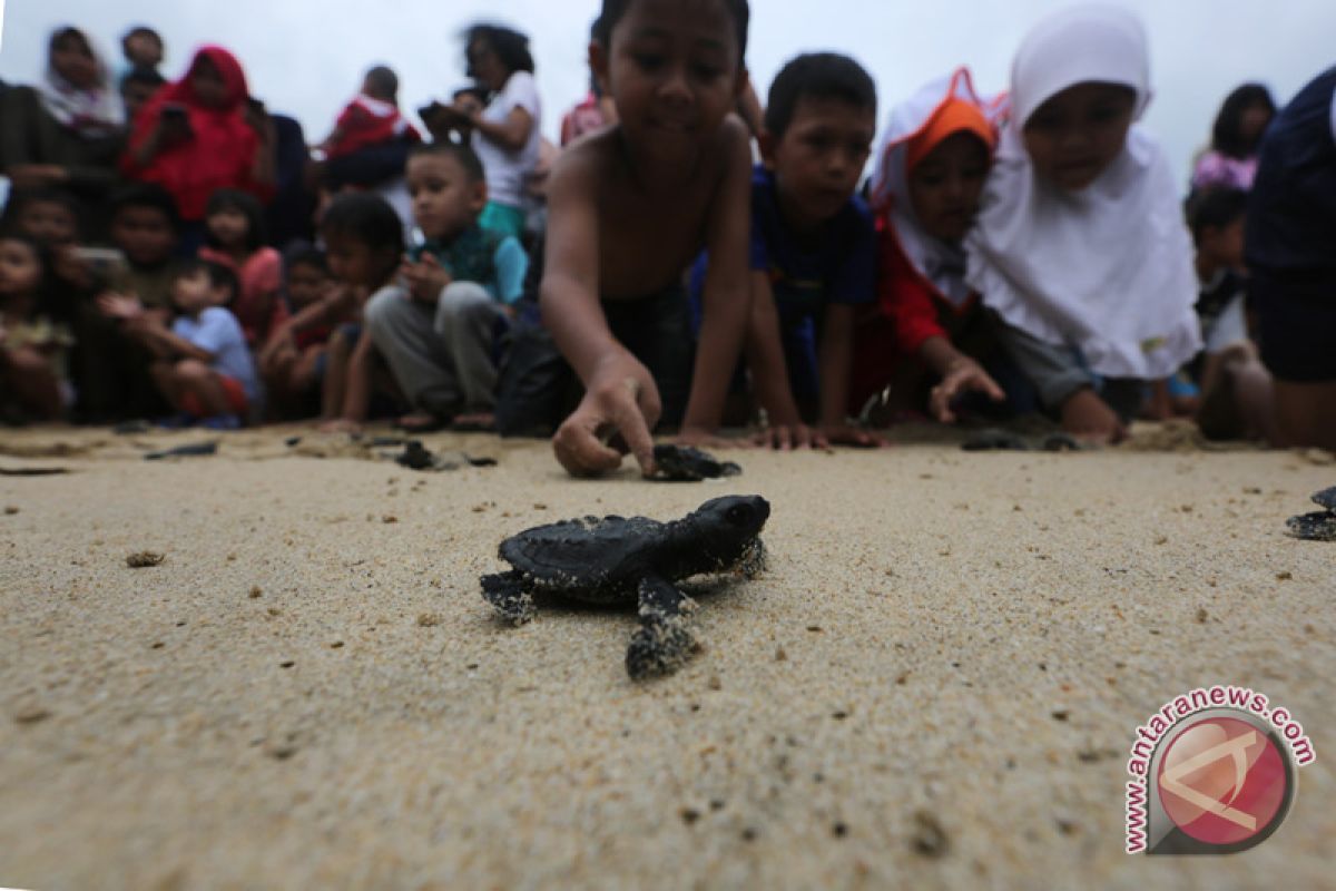 Aceh Selatan lepas 400 tukik