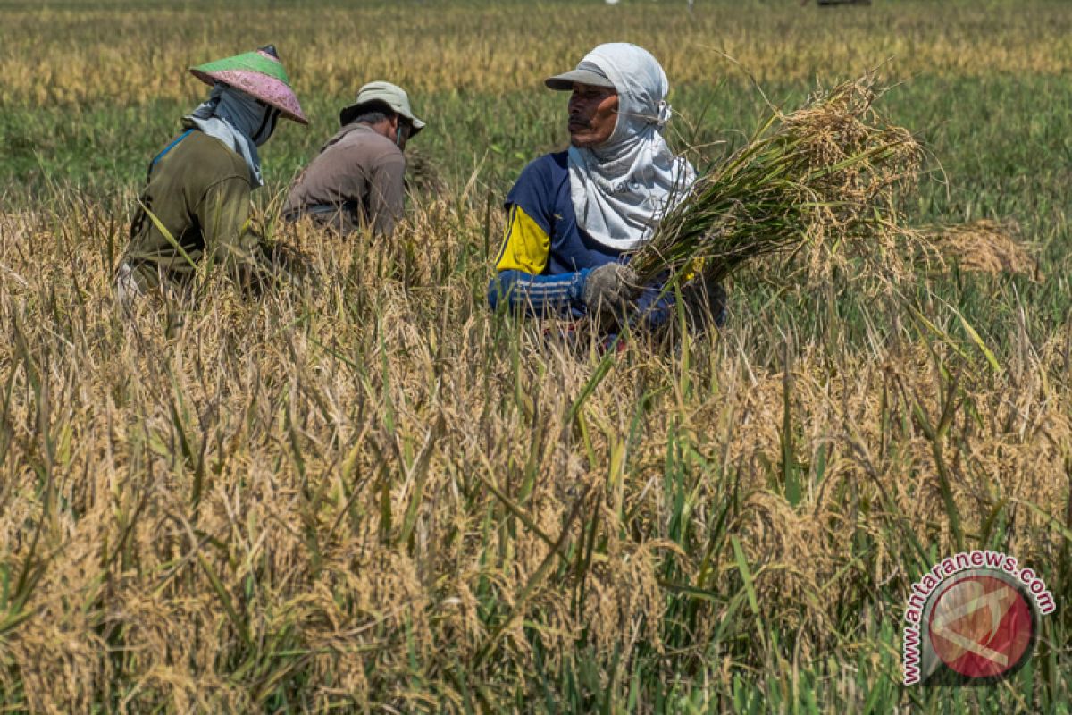 Nilai tukar petani Kalsel turun 0,68 persen