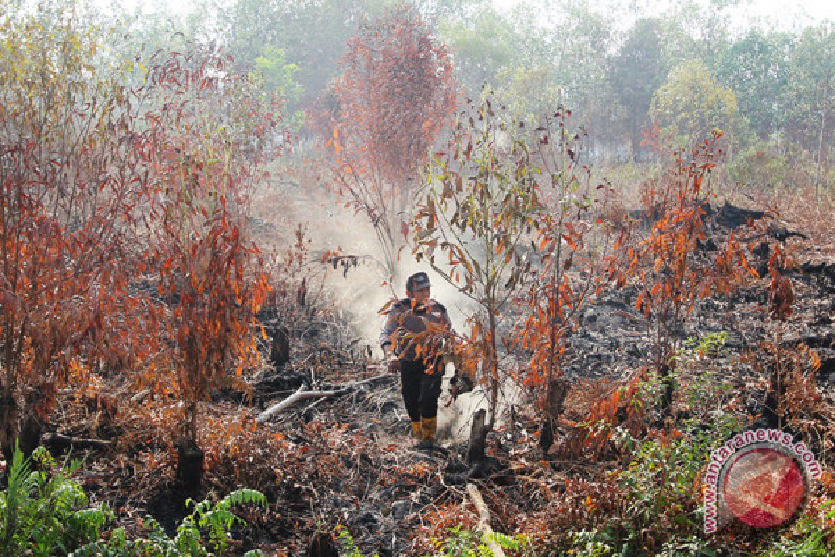 Lahan gambut di Siak kembali terbakar