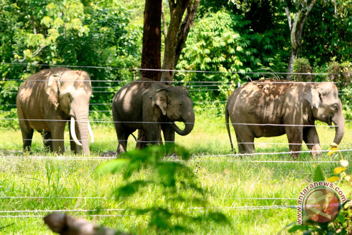 25 hektare kebun sawit dirusak gajah