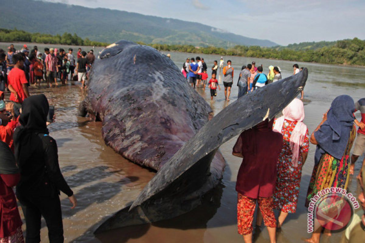 Bangkai paus sperma terdampar di Pantai Bungkulan