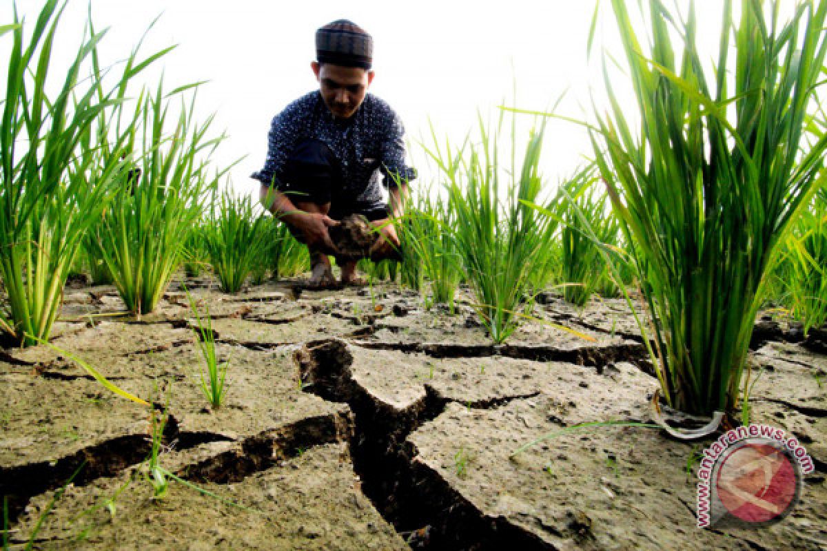 Puluhan desa di Cianjur kekeringan