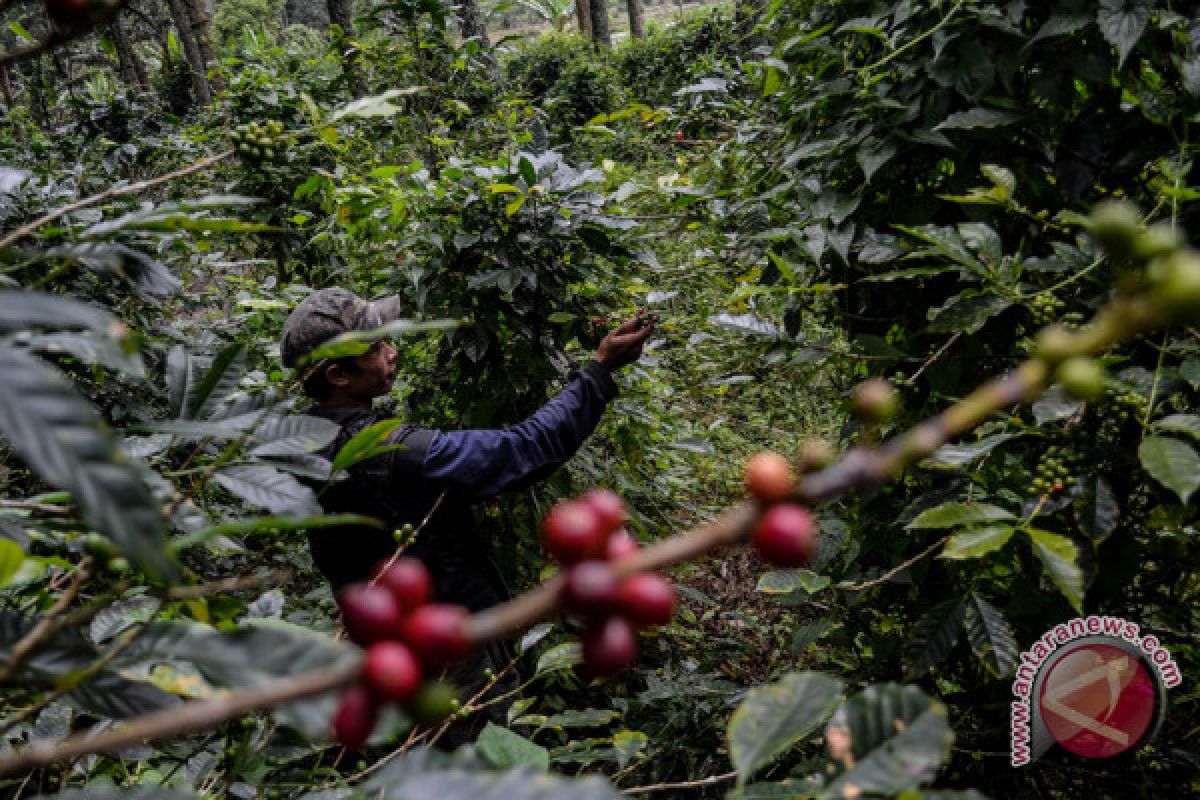 LIPI sebut inkonsistensi kebijakan  pengelolaan lahan tidak dengan cara bakar