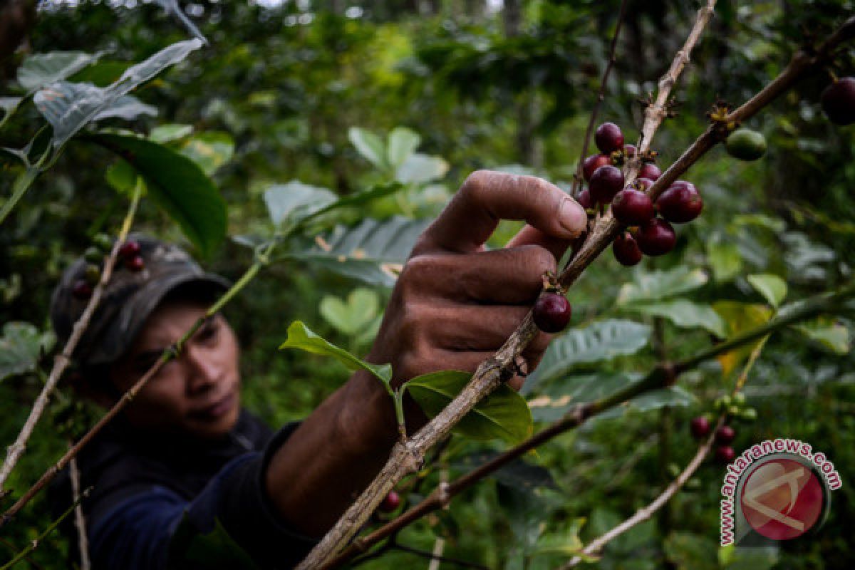 Deforestation down, sustainable forest utilization up: KLHK