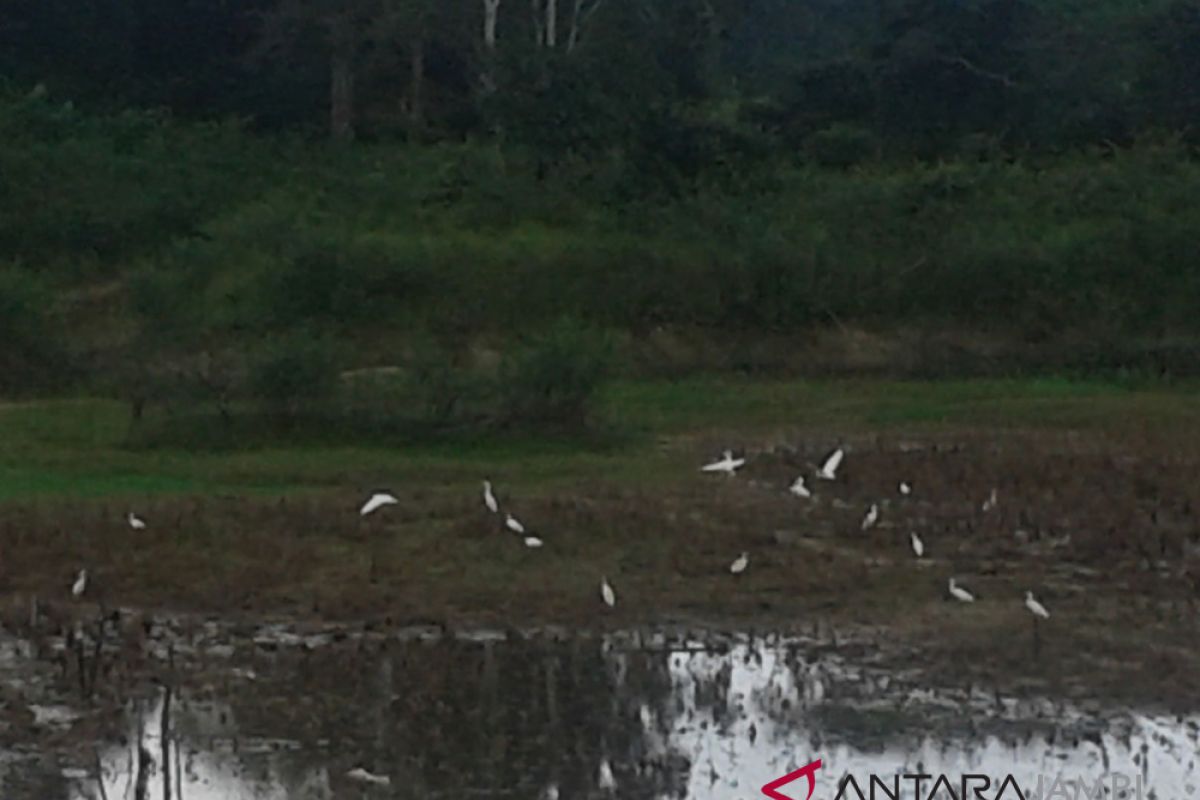 Kawanan burung bangau di danau kering