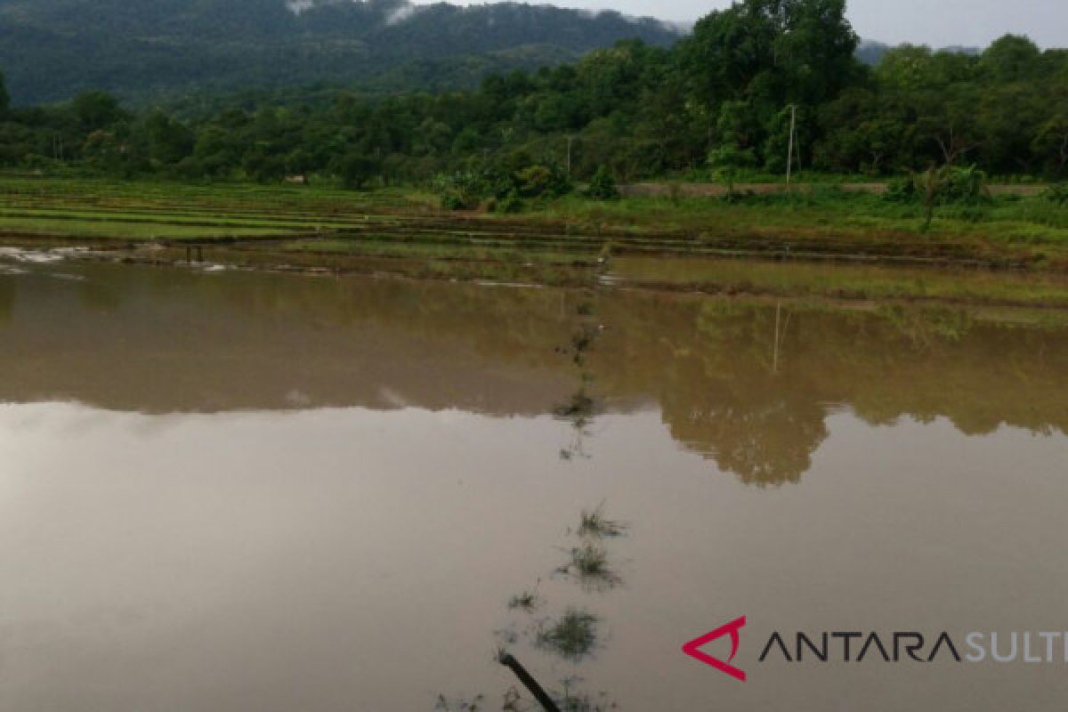 30 hektare sawah di terendam banjir