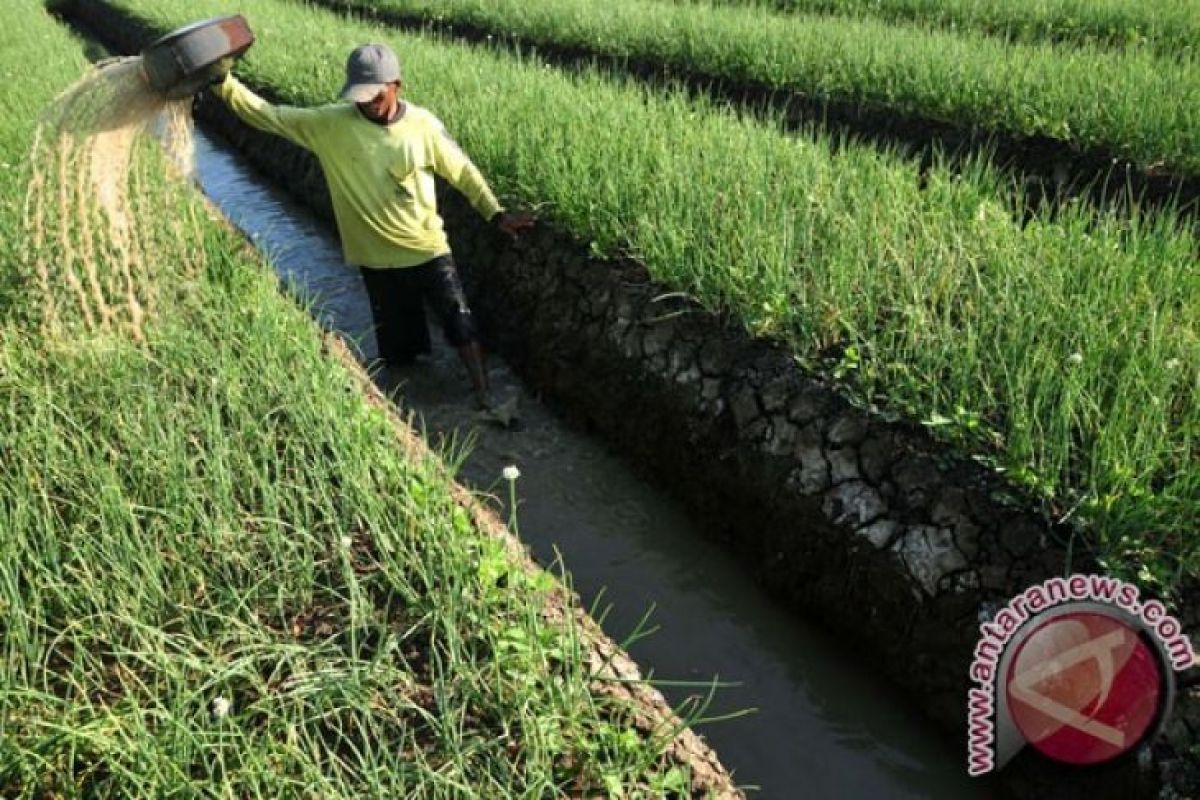 Tiga daerah sasaran pengembangan bawang putih