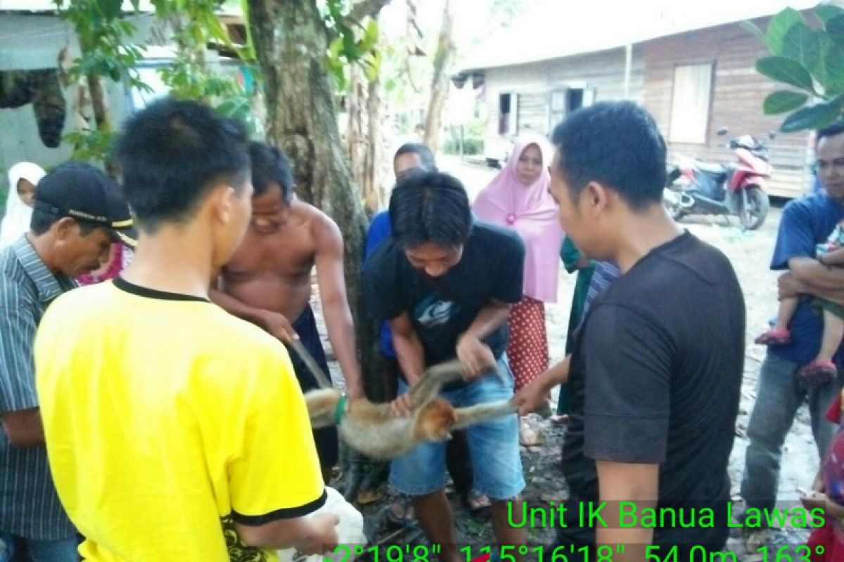 Warga Tabalong Serahkan Bekantan ke Polsek