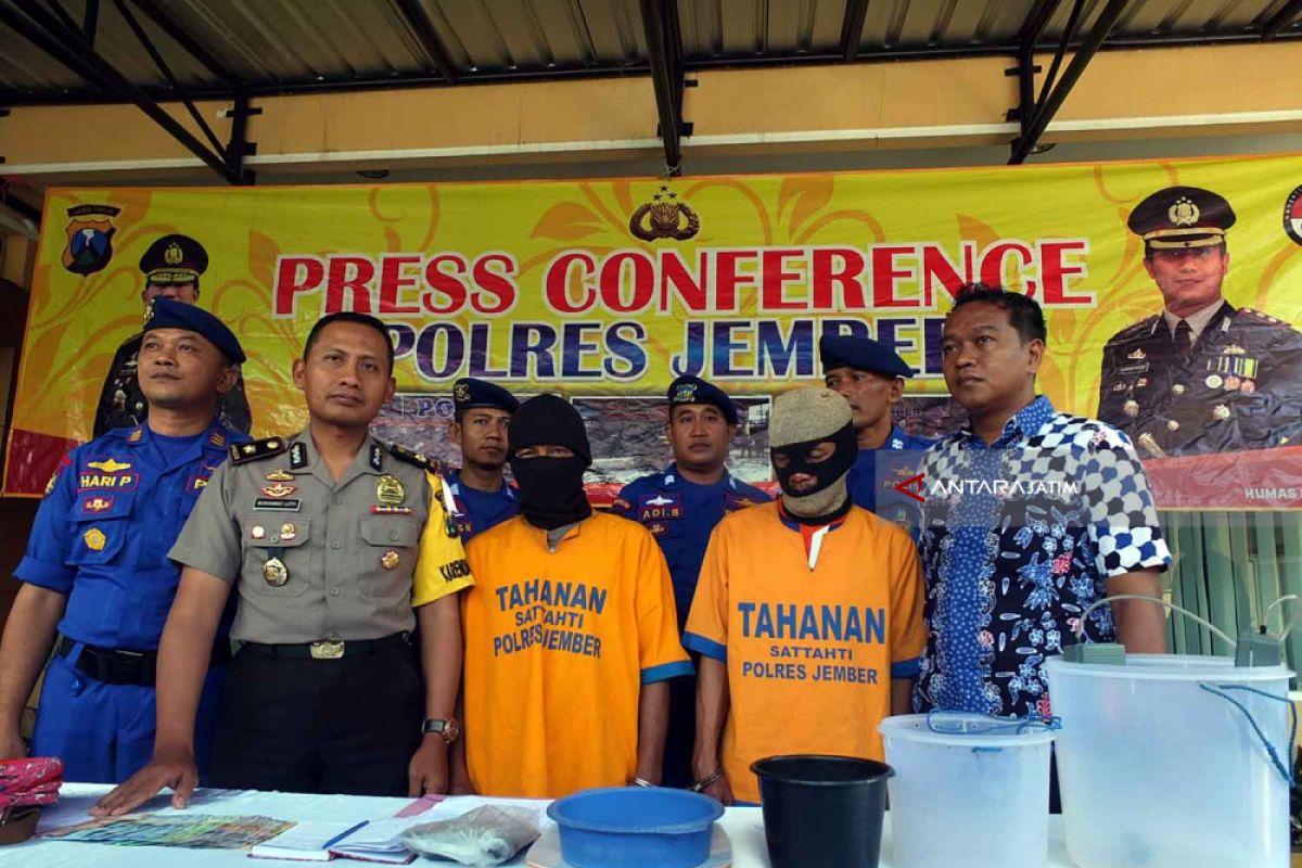 Polres Jember Gagalkan Penyelundupan Ribuan Baby Lobster (Video)