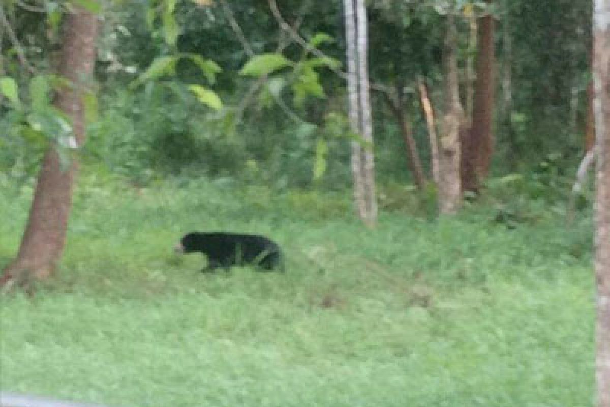 Saat berkebun, warga OKU tewas diserang beruang madu