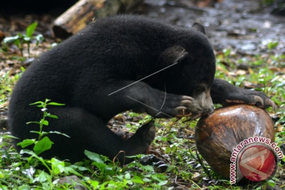 Beruang madu korban jerat  dilepasliarkan