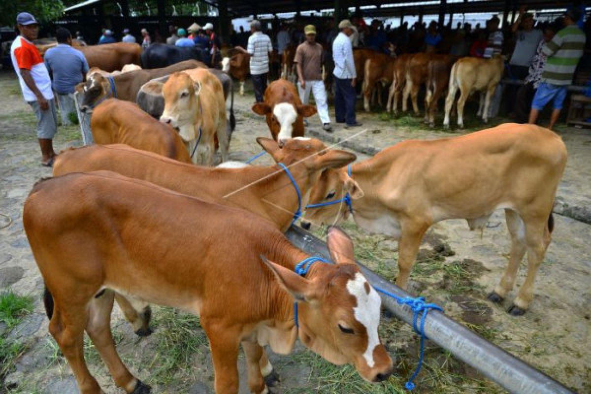 Bantuan 30 bibit sapi untuk poktan Seruyan