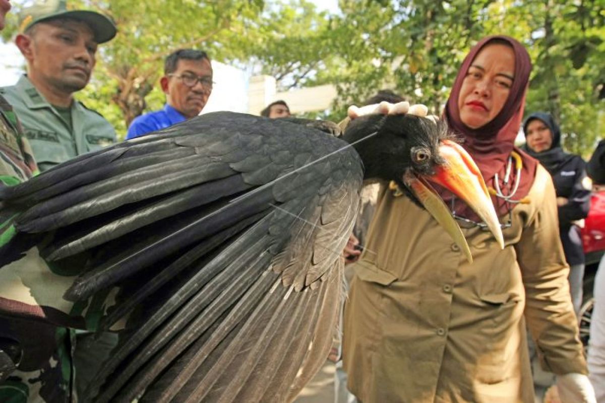 BKSDA Terima Burung Rangkong