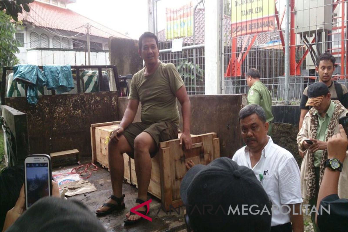 Buaya Kojeg direhabilitasi di TSI Cisarua