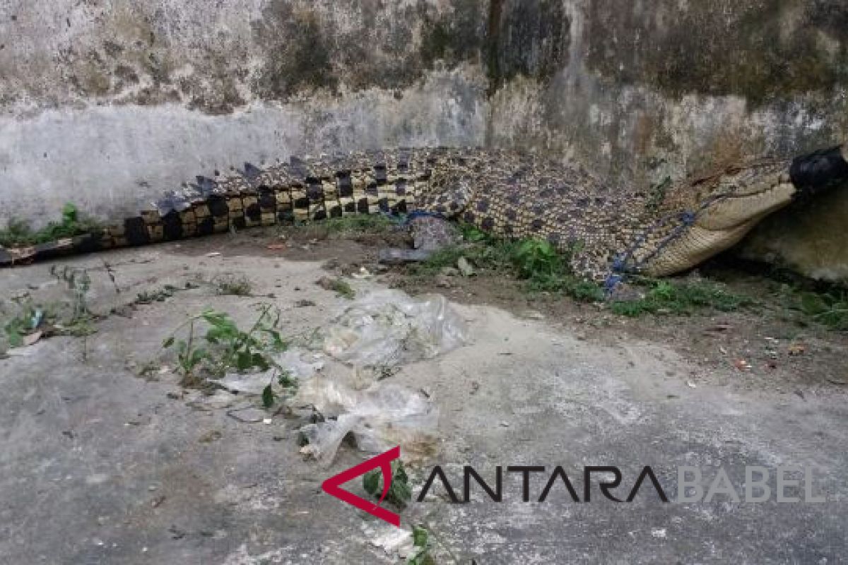 Warga tangkap buaya di bekas lubang tambang