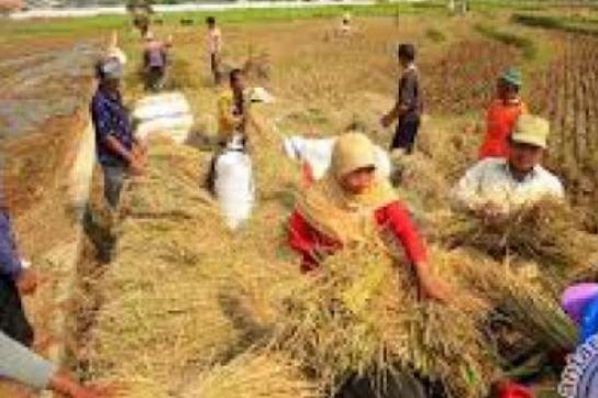 Bulog Akan Beli 5.000 Ton Padi Petani Riau Tahun ini