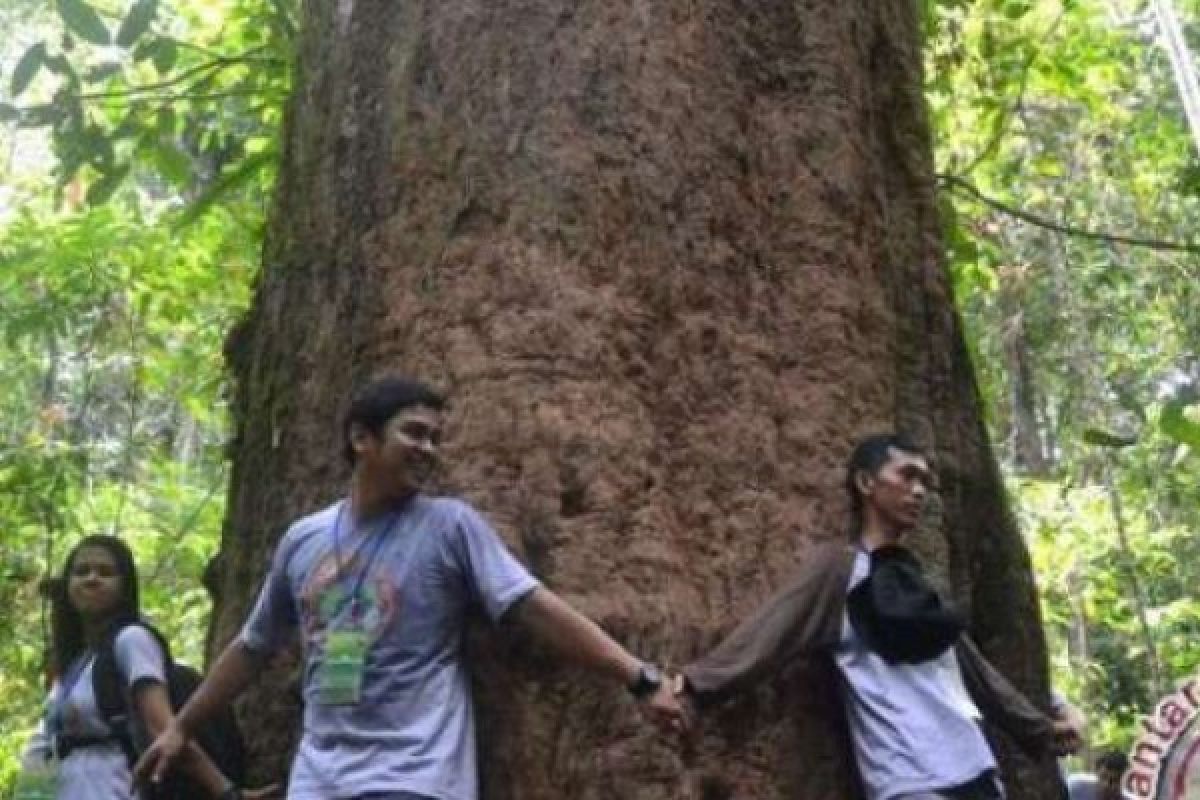 Ditemukan Pohon Teramat Besar di Kalimantan, Butuh 8 Pasang Tangan Mengukurnya
