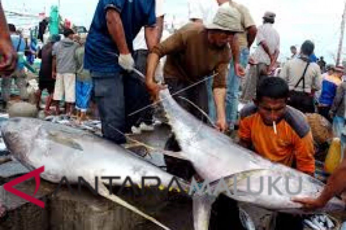 Maluku kembali ekspor 10 ton tuna segar