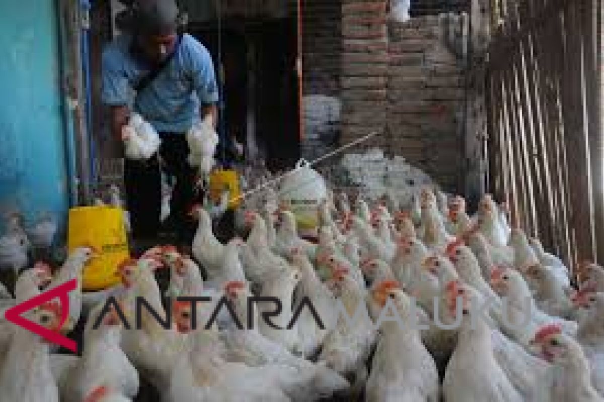 Pemprov Malut diminta dorong usaha peternakan ayam