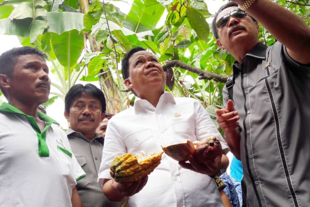 Petani Sigi keluhkan buah kakao terserang hama