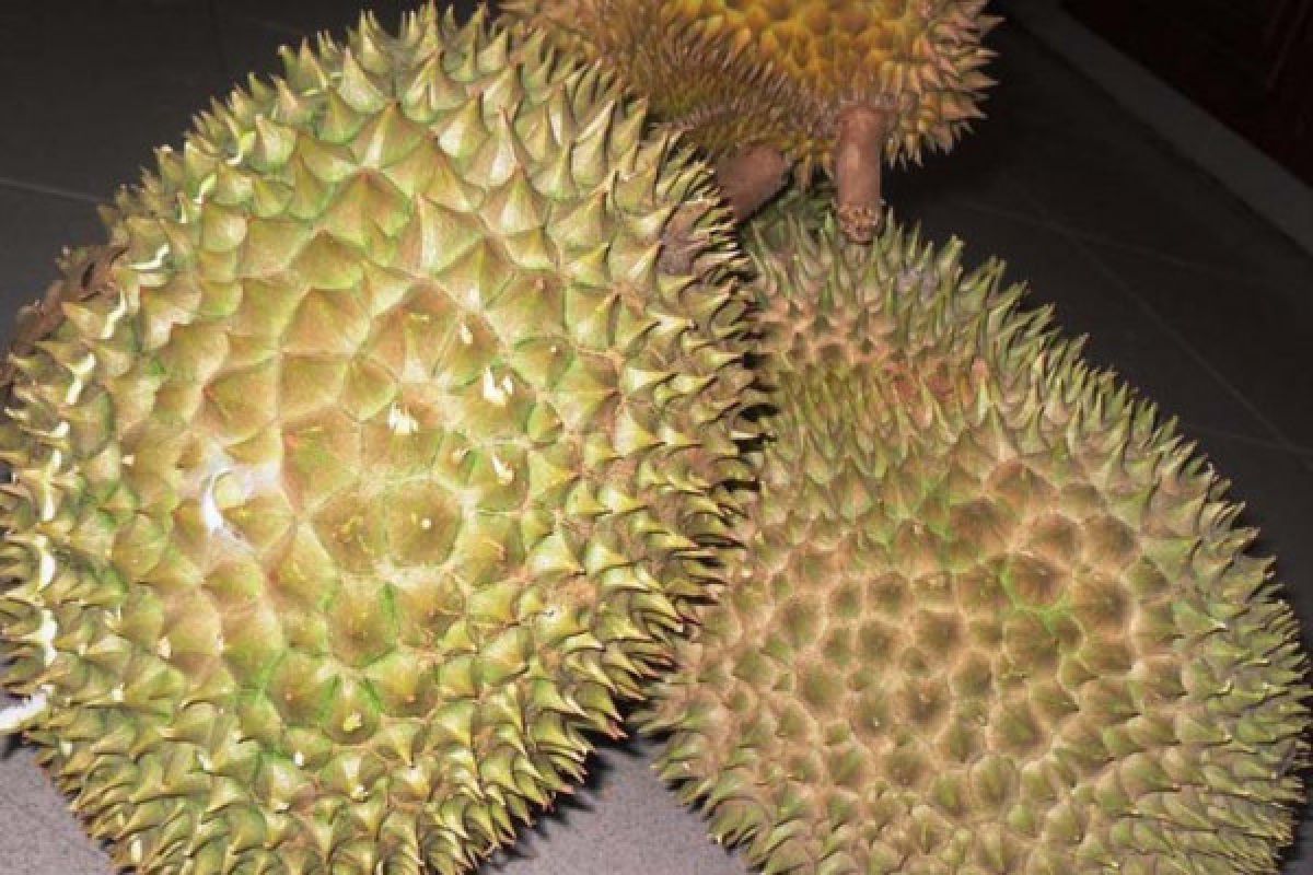 Sejumlah Kabupaten di Sumsel panen durian