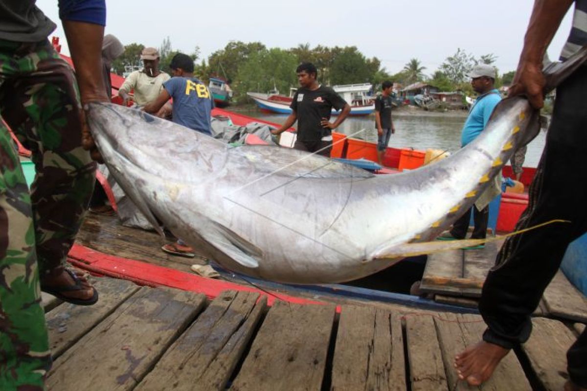 Ikan cakalang mendominasi hasil tangkapan nelayan