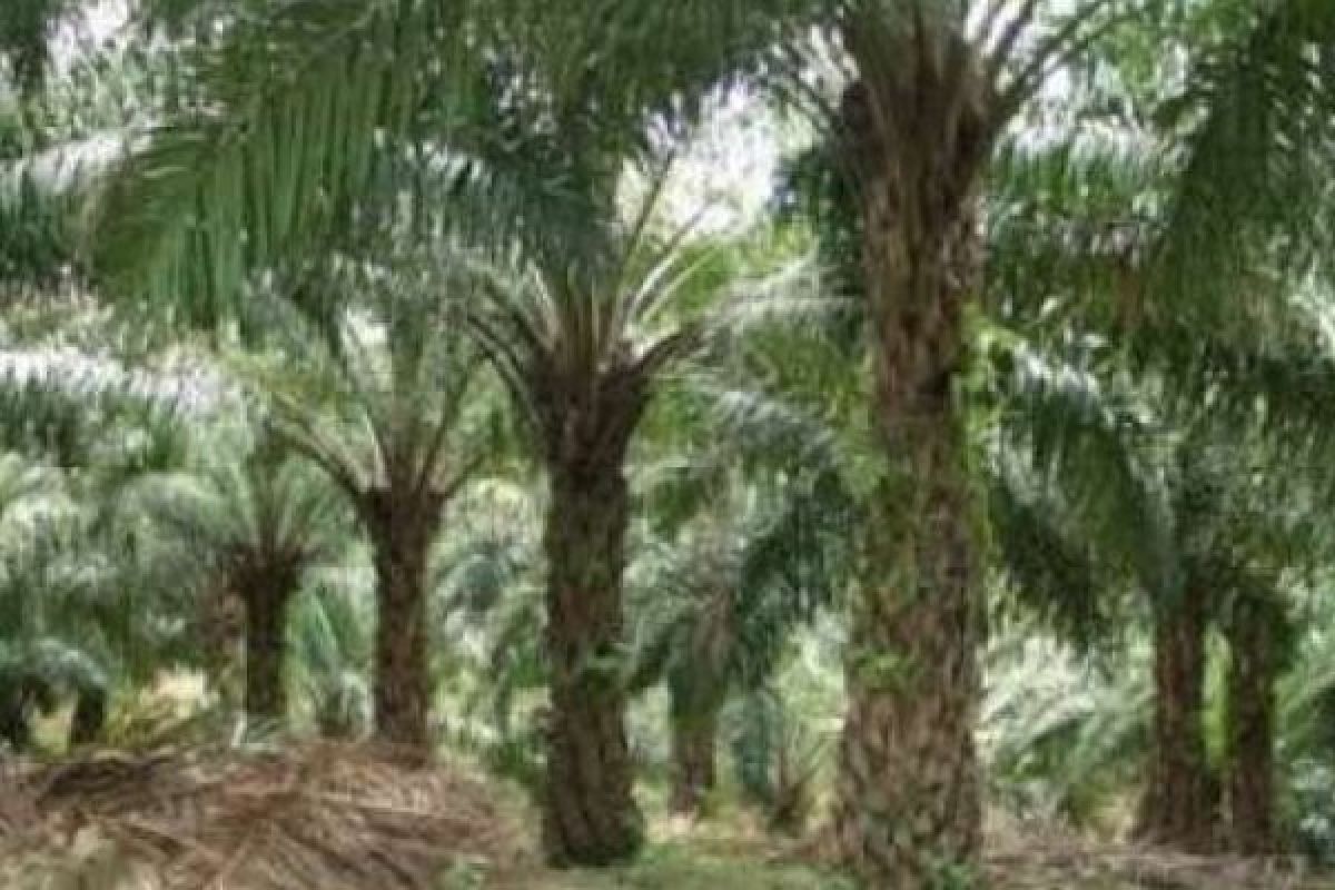 Fresh Fruit Bunches of Oil Palm in Riau Prices Up