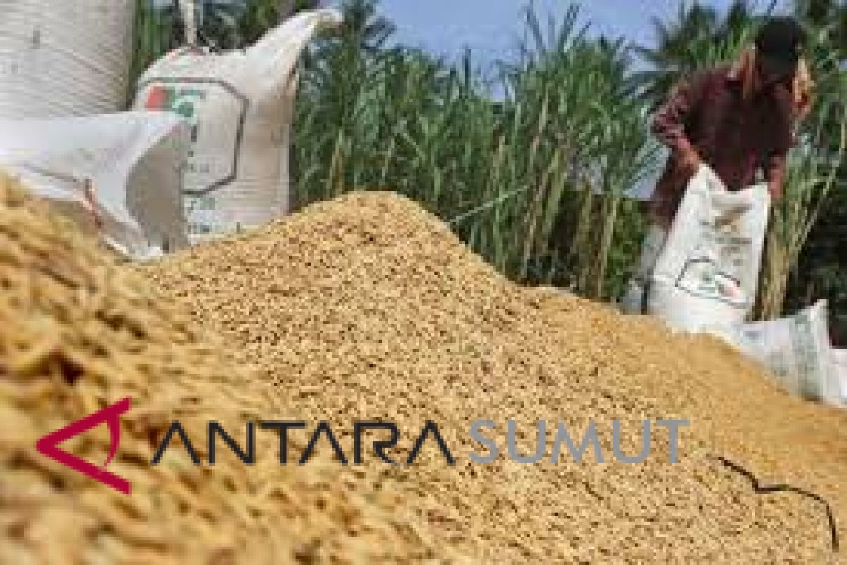 Langkat produksi gabah kering giling 531.078 ton