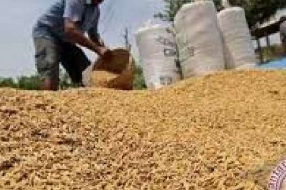 Harga Gabah Kering di Siak Naik jadi Rp4.300 pe Kg, Meningkat 15,7 Persen 