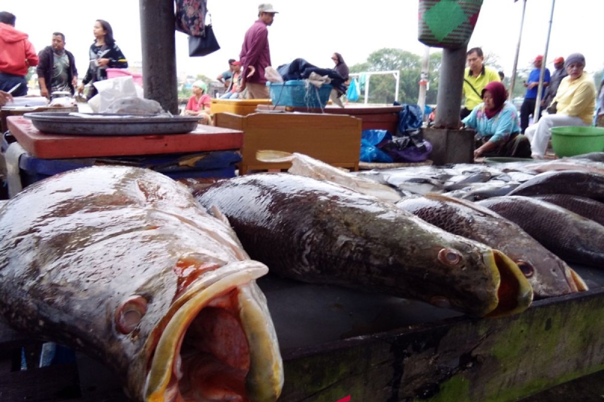 Harga Ikan Di Gorontalo Utara Turun