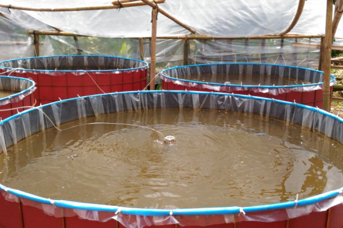 Pembudi daya ikan diingatkan kemungkinan fluktuasi suhu